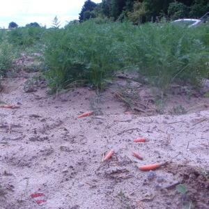 Daucus carota subsp. sativus (Hoffm.) Schübler & G.Martens (Carotte cultivée)