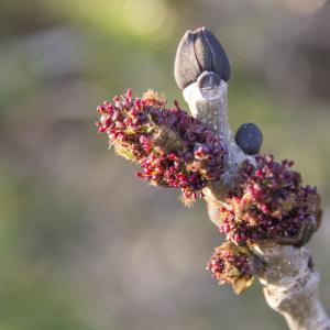 Fraxinus excelsior L. (Frêne commun)